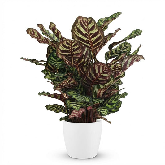 Pauwenplant - Calathea Makoyana - Ø19cm - ↕70cm