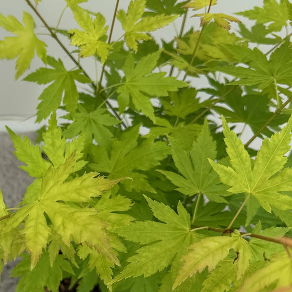 Japanse Esdoorn - Acer palmatum Orange Dream - Oranje - Ø12cm - ↕35cm