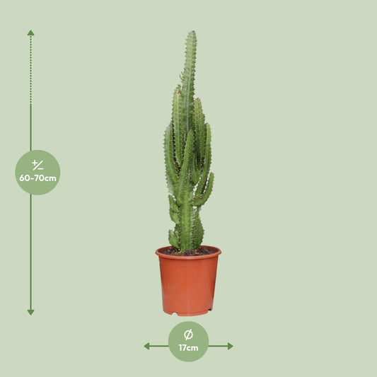 Wolfsmelk - Euphorbia trigona - Ø17cm - ↕70cm
