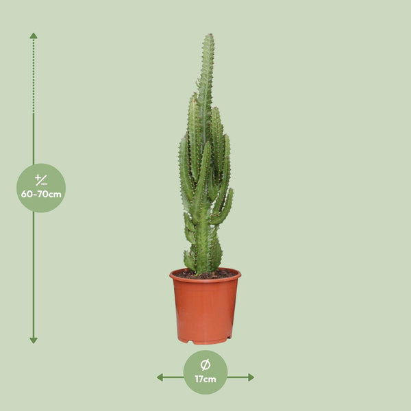 Wolfsmelk - Euphorbia trigona - Ø17cm - ↕70cm