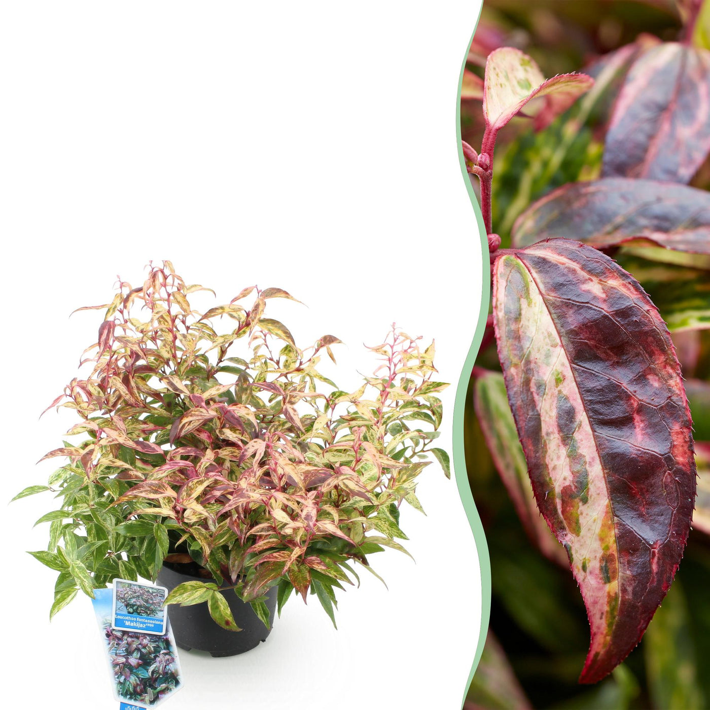 Druifheide - Leucothoe Makijaz - Ø17cm - ↕45cm