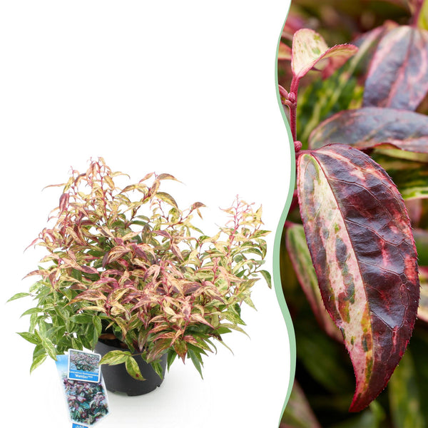 Druifheide - Leucothoe Makijaz - Ø17cm - ↕45cm