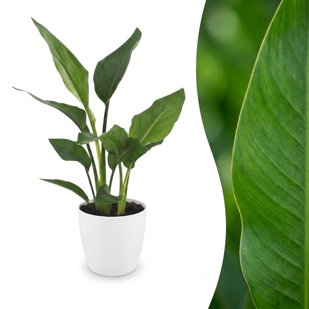 Paradijsvogelplant - Strelitzia Reginea - incl. Elho Potter - wit - Ø12cm - ↕35cm