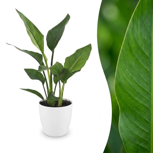 Paradijsvogelplant - Strelitzia Reginea - incl. Elho Potter - wit - Ø12cm - ↕35cm