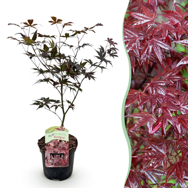 Japanse Esdoorn - Acer palmatum Bloodgood - Rood - Ø19cm - ↕70cm