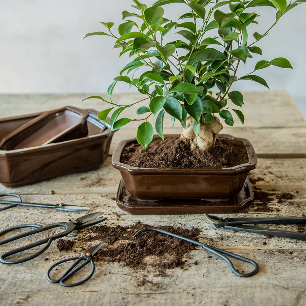 Bonsai root hook - 20
