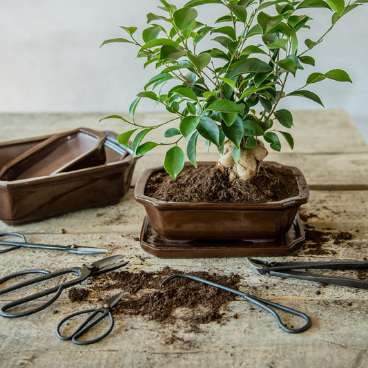 Bonsai root hook - 20