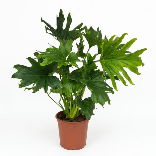 Philodendron Lickety split - Ø19cm - ↕70cm