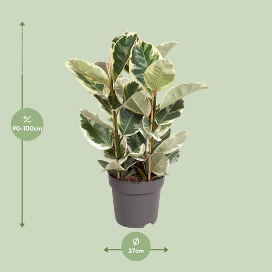 Rubberboom - Ficus elastica Tineke - Ø27cm - ↕100cm