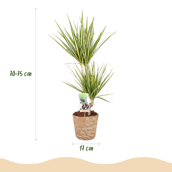 Drakenbloedboom - Dracaena Sunray - Ø17cm - ↕70-75cm