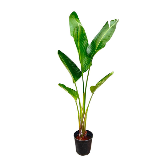 Witte paradijsvogelplant - Strelitzia augusta - Ø30cm - ↕210cm