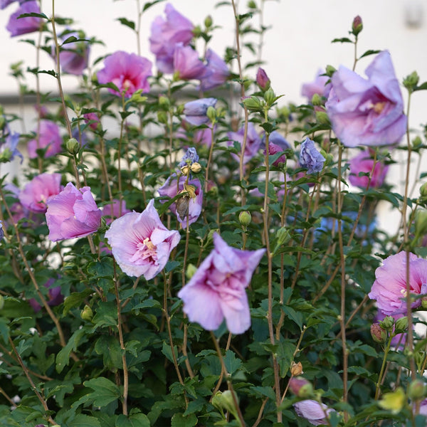 Hibiscus op stam - Hibiscus syriacus 'Lavender Chiffon' - lavendel - Ø19cm - ↕90cm