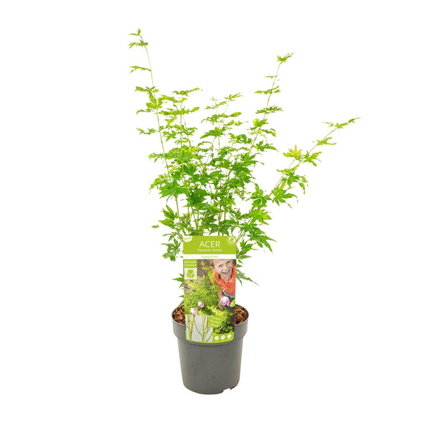 Japanse Esdoorn - Acer palmatum Going Green - Ø19cm - ↕50cm