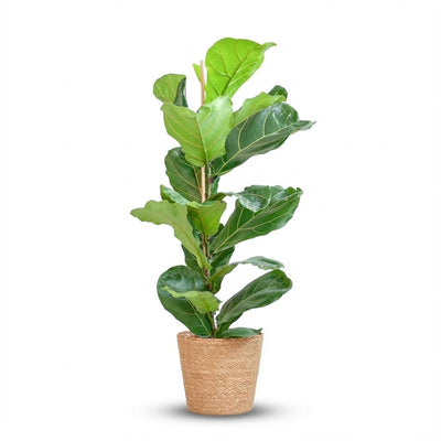 Vioolbladplant - Ficus lyrata - incl. Zeegraskorf - naturel - Ø21cm - ↕80cm