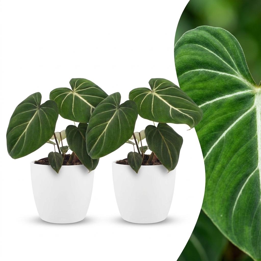 2x Philodendron Gloriosum - incl. Elho Potter - wit - Ø12cm - ↕25cm