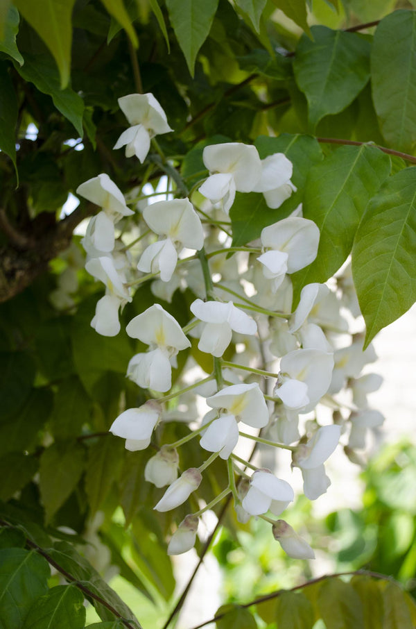 2x Blauwe regen - Wisteria floribunda 'Longissima alba' - Ø15cm - ↕65cm