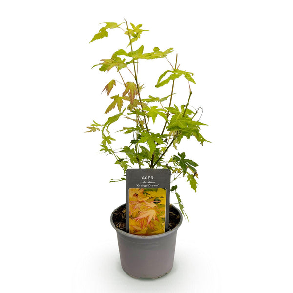 Japanse Esdoorn - Acer palmatum Orange Dream - Oranje - Ø12cm - ↕35cm