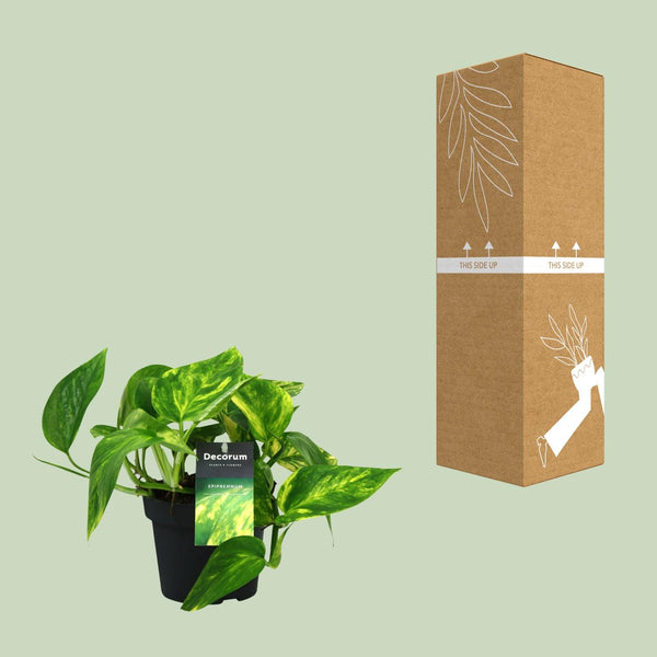 Pothos - Epipremnum pinnatum 'HiColor' - Ø12cm - ↕20cm