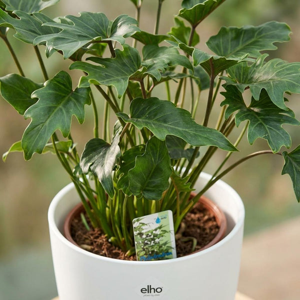 Philodendron Xanadu - Ø19cm - ↕60cm