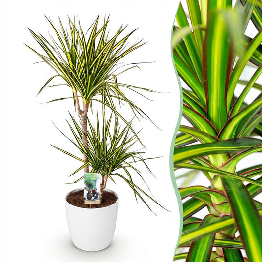 Drakenbloedboom - Dracaena Sunray - Ø21cm - ↕90-100cm