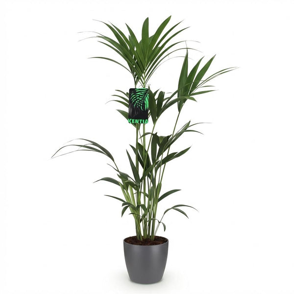 Kentiapalm - Howea forsteriana - Ø21cm - ↕120-130cm