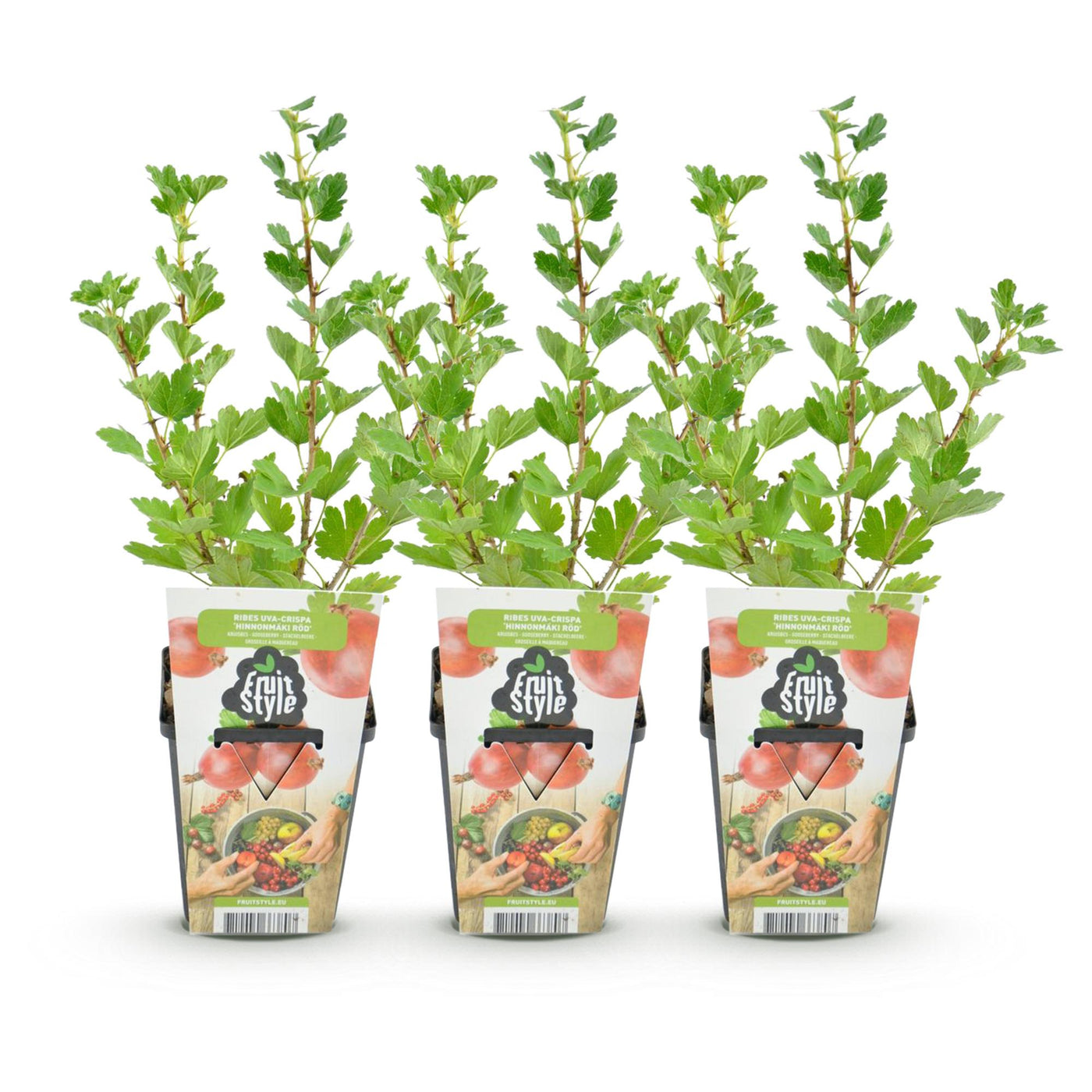 Kruisbes - Ribes uva-crispa Hinnonmaki Rod - Ø9cm
