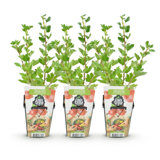 Kruisbes - Ribes uva-crispa Hinnonmaki Rod - Ø9cm