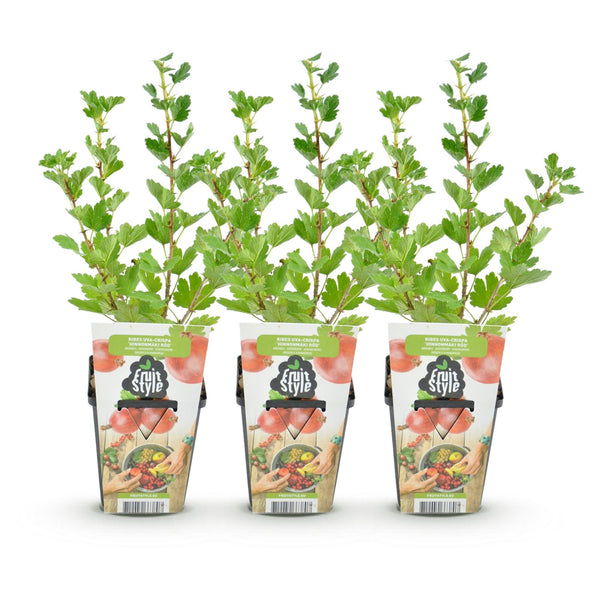 Kruisbes - Ribes uva-crispa Hinnonmaki Rod - Ø9cm