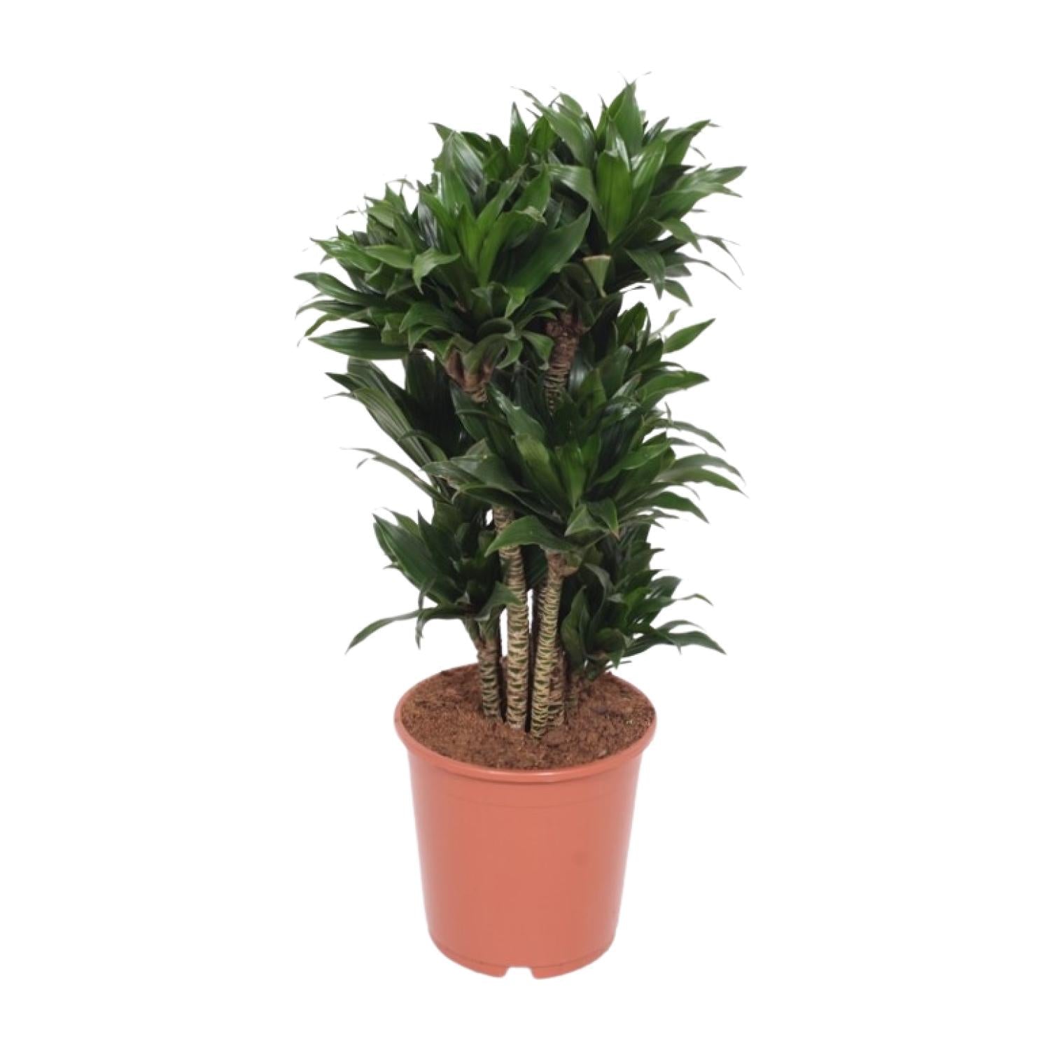 Drakenbloedboom - Dracaena Compacta - Ø24cm - ↕80cm