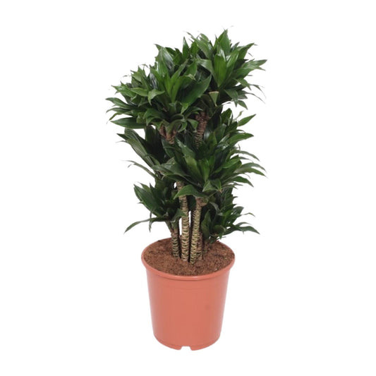 Drakenbloedboom - Dracaena Compacta - Ø24cm - ↕80cm
