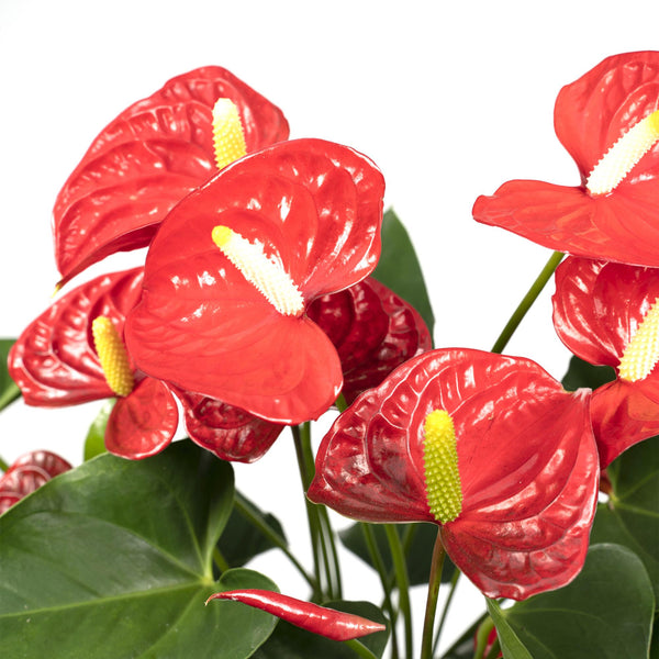 Flamingoplant - Anthurium Red - Ø17cm - ↕55cm