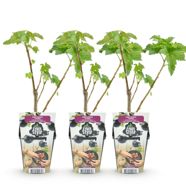 Zwarte bes - Ribes nigrum Titania - Ø9cm