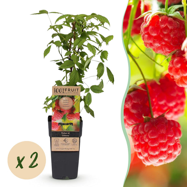2x Framboos - Rubus idaeus Ottawa - Ø15cm - ↕50cm
