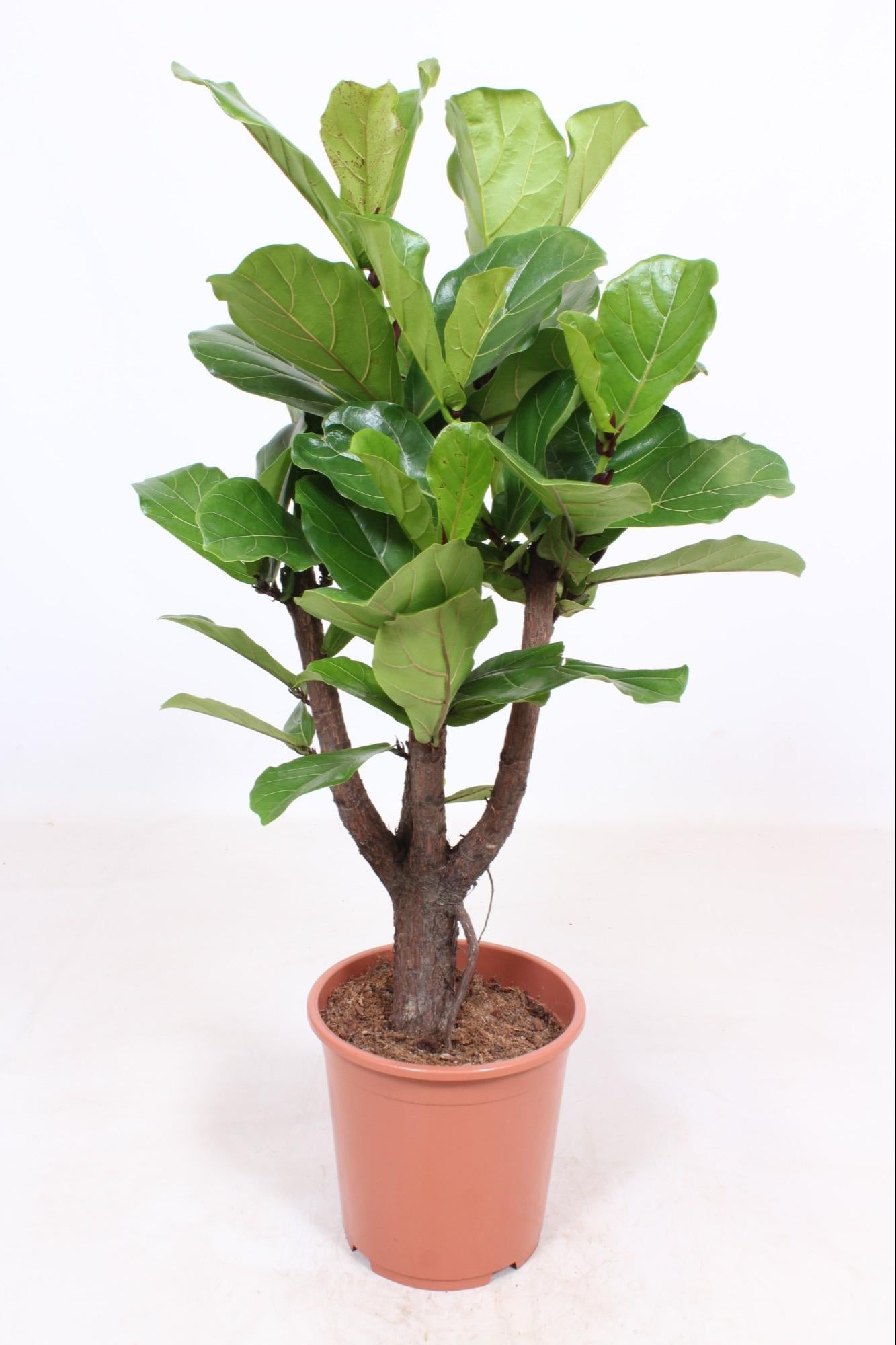 Vioolbladplant - Ficus lyrata vertakt - Ø27cm - ↕120cm