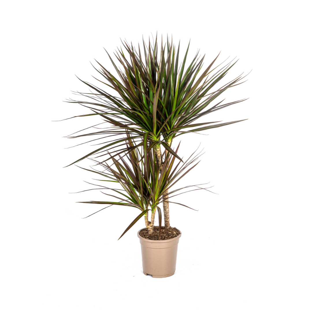 Drakenbloedboom - Dracaena marginata 'Magenta' - Ø17cm - ↕60cm