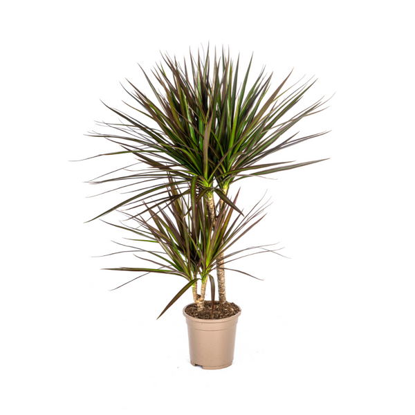 Drakenbloedboom - Dracaena marginata 'Magenta' - Ø17cm - ↕60cm