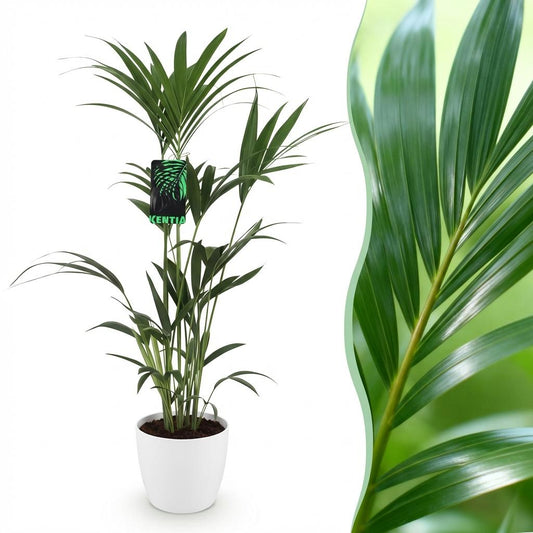 Kentiapalm - Howea forsteriana - Ø21cm - ↕120-130cm