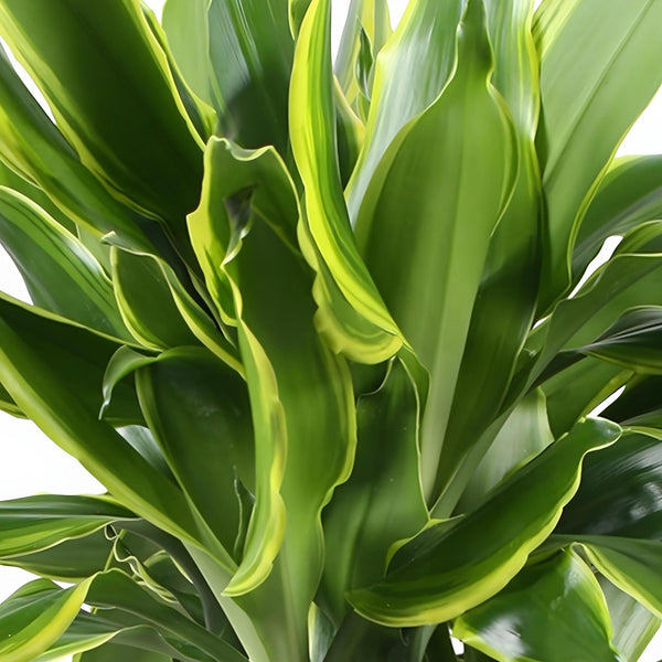 Drakenbloedboom - Dracaena fragrans Golden Coast - Ø17cm - ↕50-55cm