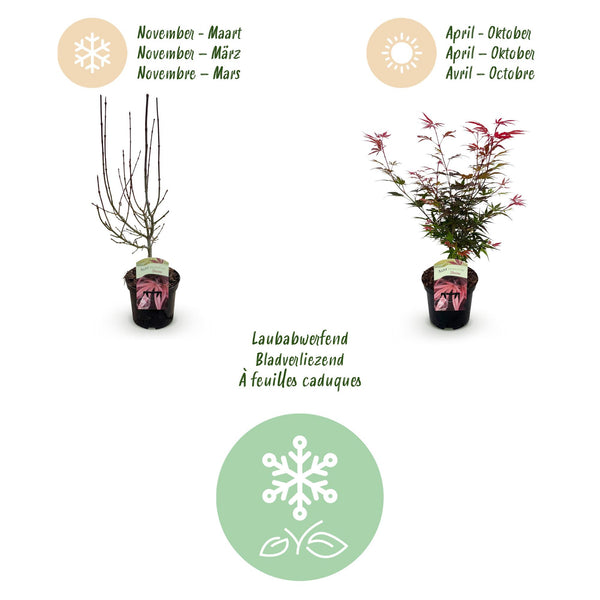 Japanse Esdoorn - Acer palmatum Shaina - Rood - Ø19cm - ↕70cm