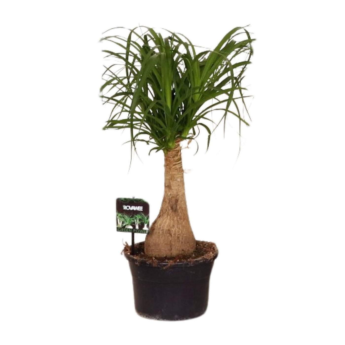 Beaucarnea Nolina - Ø19cm↕60cm