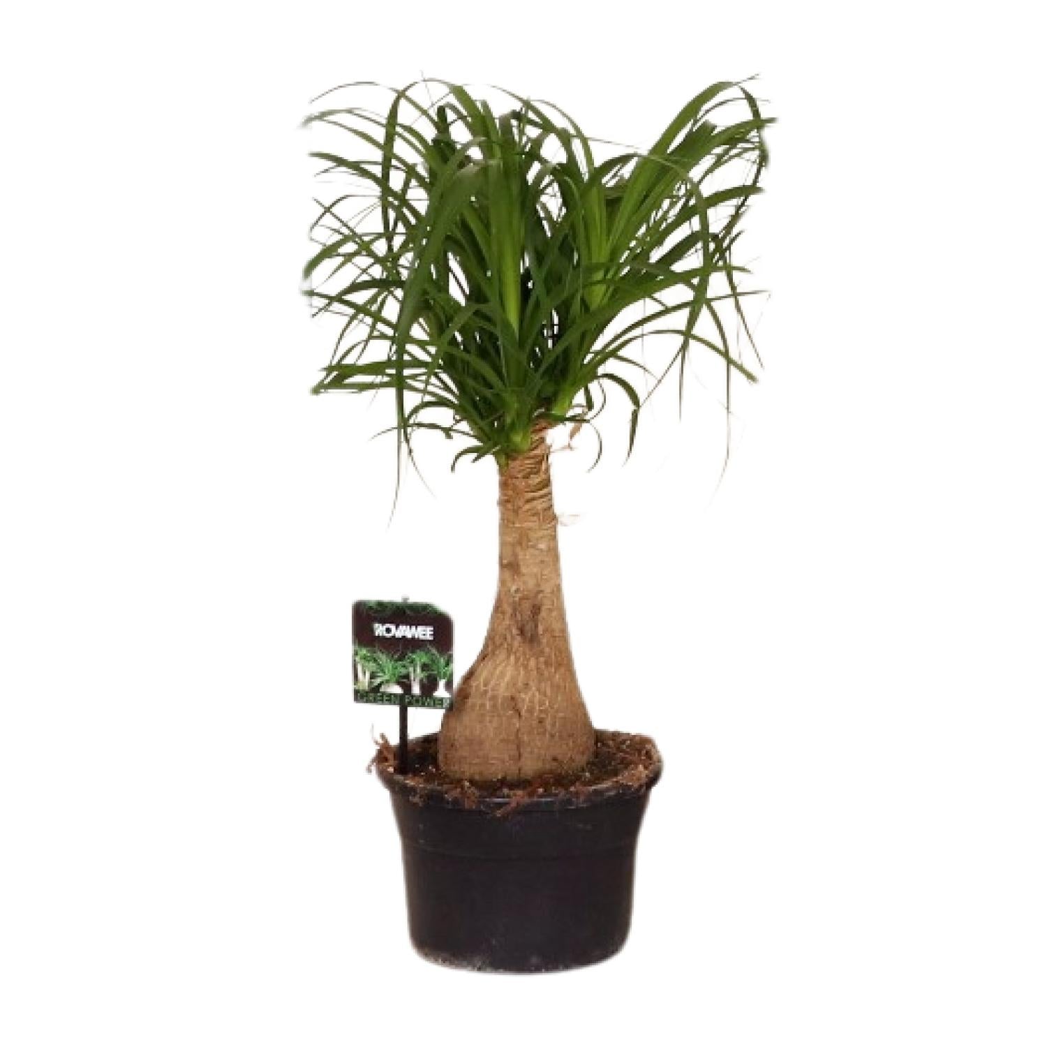Beaucarnea Nolina - Ø19cm↕60cm