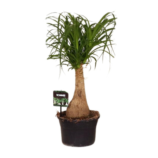 Beaucarnea Nolina - Ø19cm↕60cm