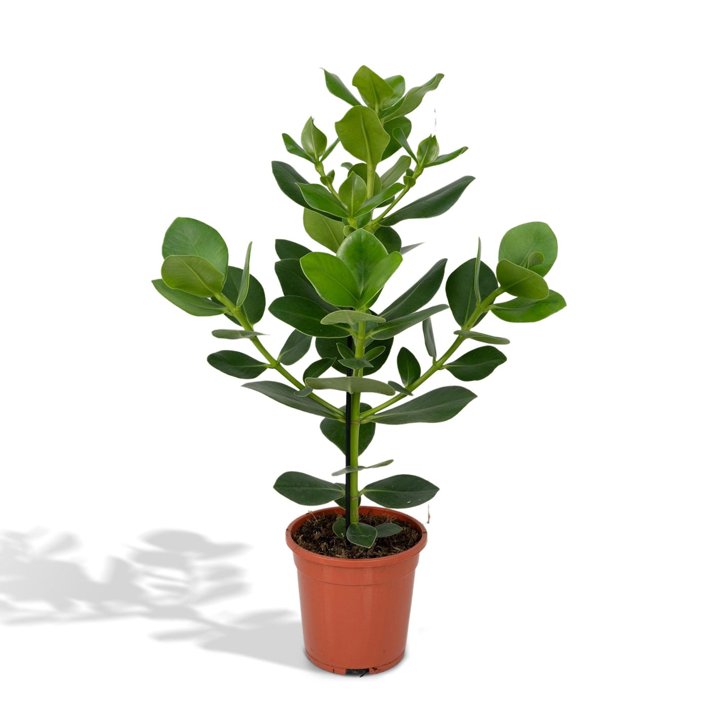 Clusia - Clusia rosea 'Princess' - Ø17cm - ↕60cm