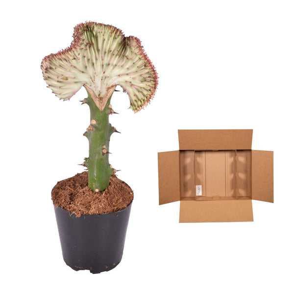 Wolfsmelk - Euphorbia lactea Cristata rood - Ø12cm - ↕35cm