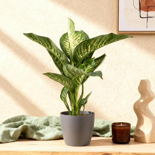 Dieffenbachia - Dieffenbachia Tropic Snow - Ø21cm - ↕90-100cm