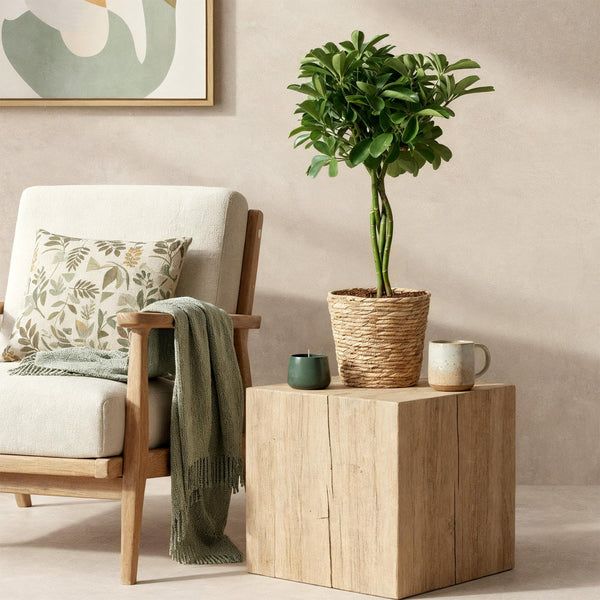 Vingerboom - Schefflera Nora - Ø21cm - ↕70-82cm