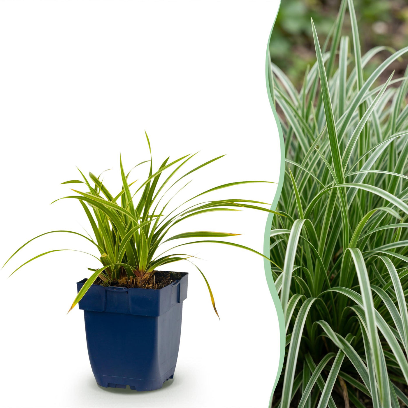 Zegge - Carex morrowii 'Ice Dance' - Ø11cm - ↕20cm