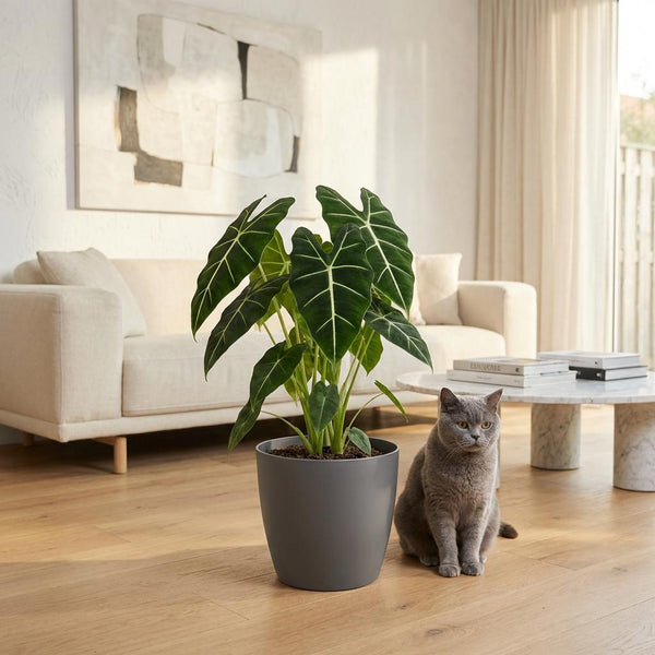 Olifantsoor - Alocasia Frydek - Ø19cm - ↕60cm
