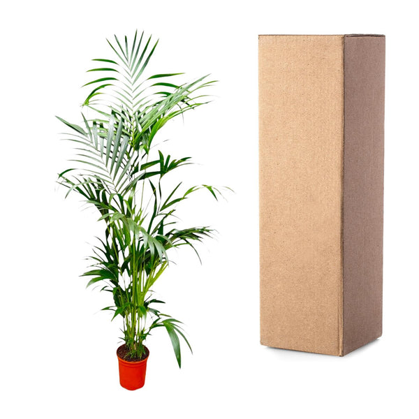Kentiapalm - Kentia Palm - Ø24cm - ↕200cm