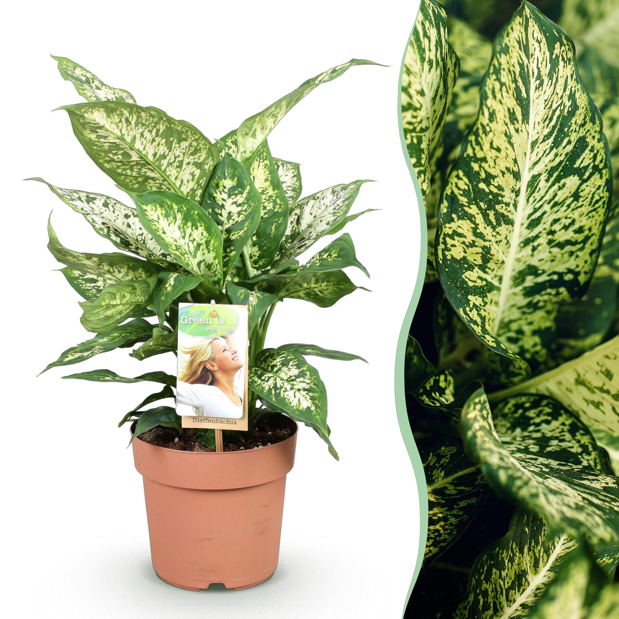Dieffenbachia - Dieffenbachia Compacta - Ø17cm - ↕45-50cm